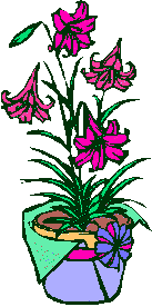 Pot of flowers