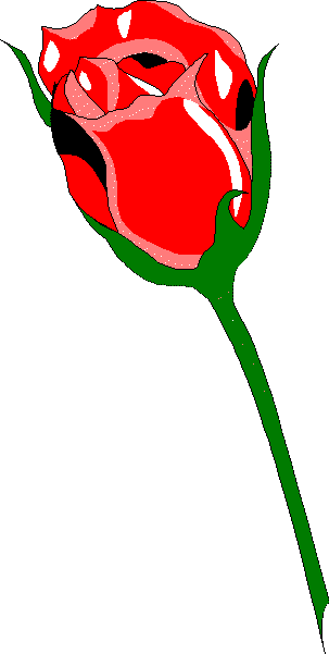 Rose bud