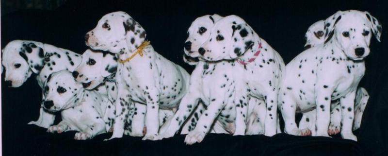 Dalmatian puppies